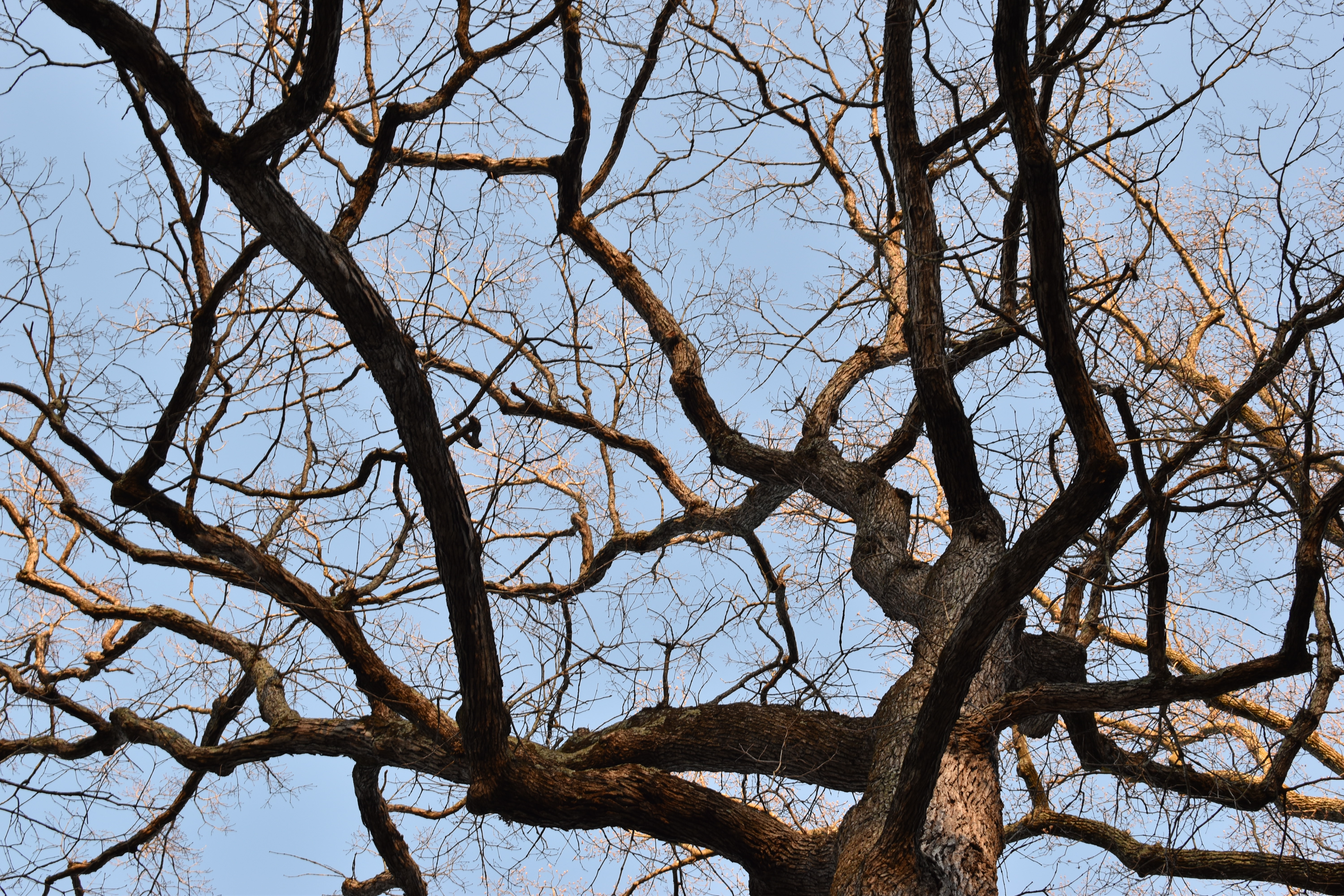 Winter canopy of a large oak